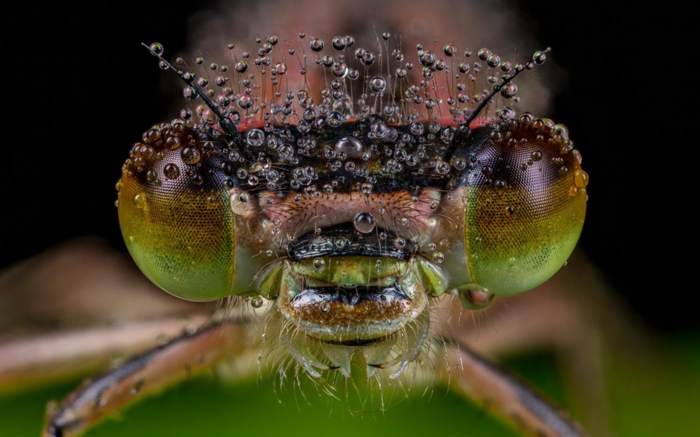 Extreme close-up of a female Blue-tailed Damselfly, Ischnura elegans